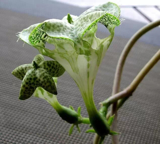 醉龙 Ceropegia sandersonii ，夹竹桃科吊灯花属。