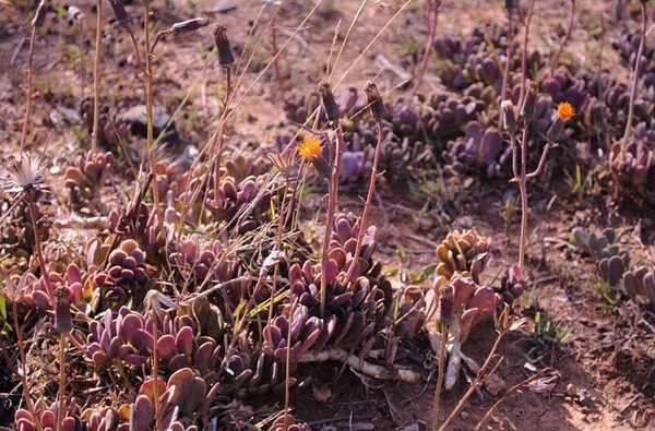 岩生仙人笔 Kleinia petraea（Notonia petraea），菊科仙人笔属。