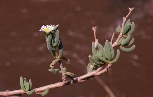 纳库露子花 Delosperma nakurense ，番杏科露子花属。