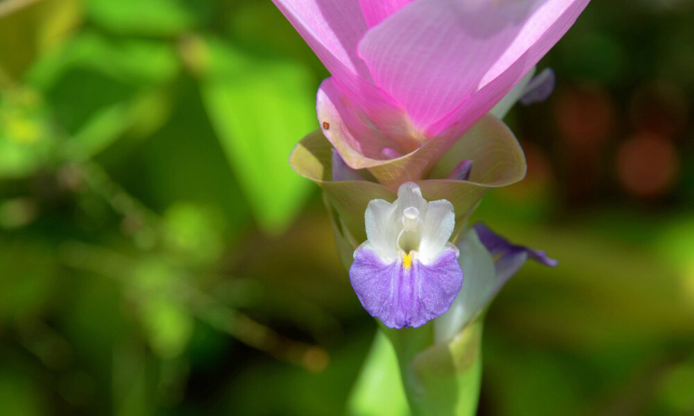 姜荷花 Curcuma alismatifolia ，姜科姜黄属。