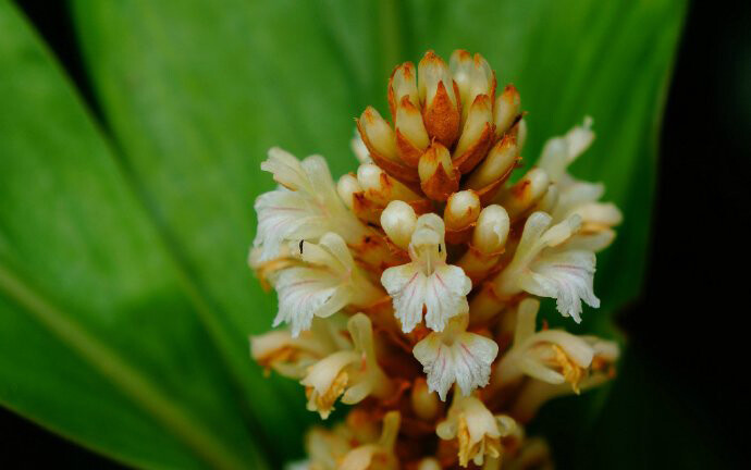 密苞山姜 Alpinia stachyodes ，姜科山姜属。