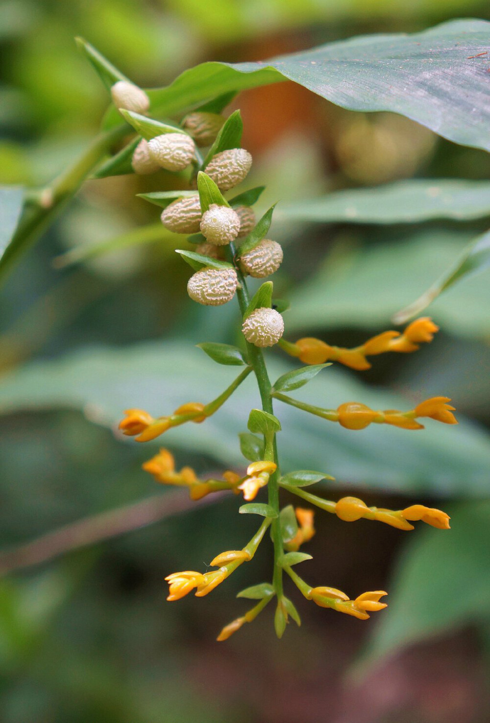 双翅舞花姜 Globba schomburgkii ，姜科舞花姜属。