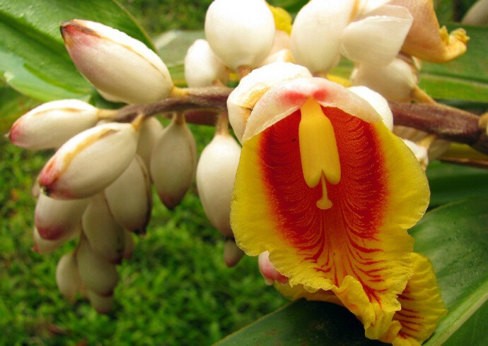 艳山姜 Alpinia zerumbet ，姜科山姜属。