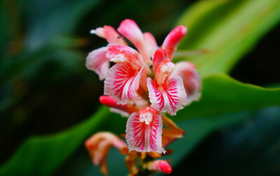 宜兰月桃 Alpinia × ilanensis ，姜科山姜属。