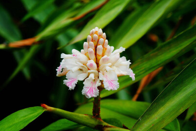 益智 Alpinia oxyphylla ，姜科山姜属。