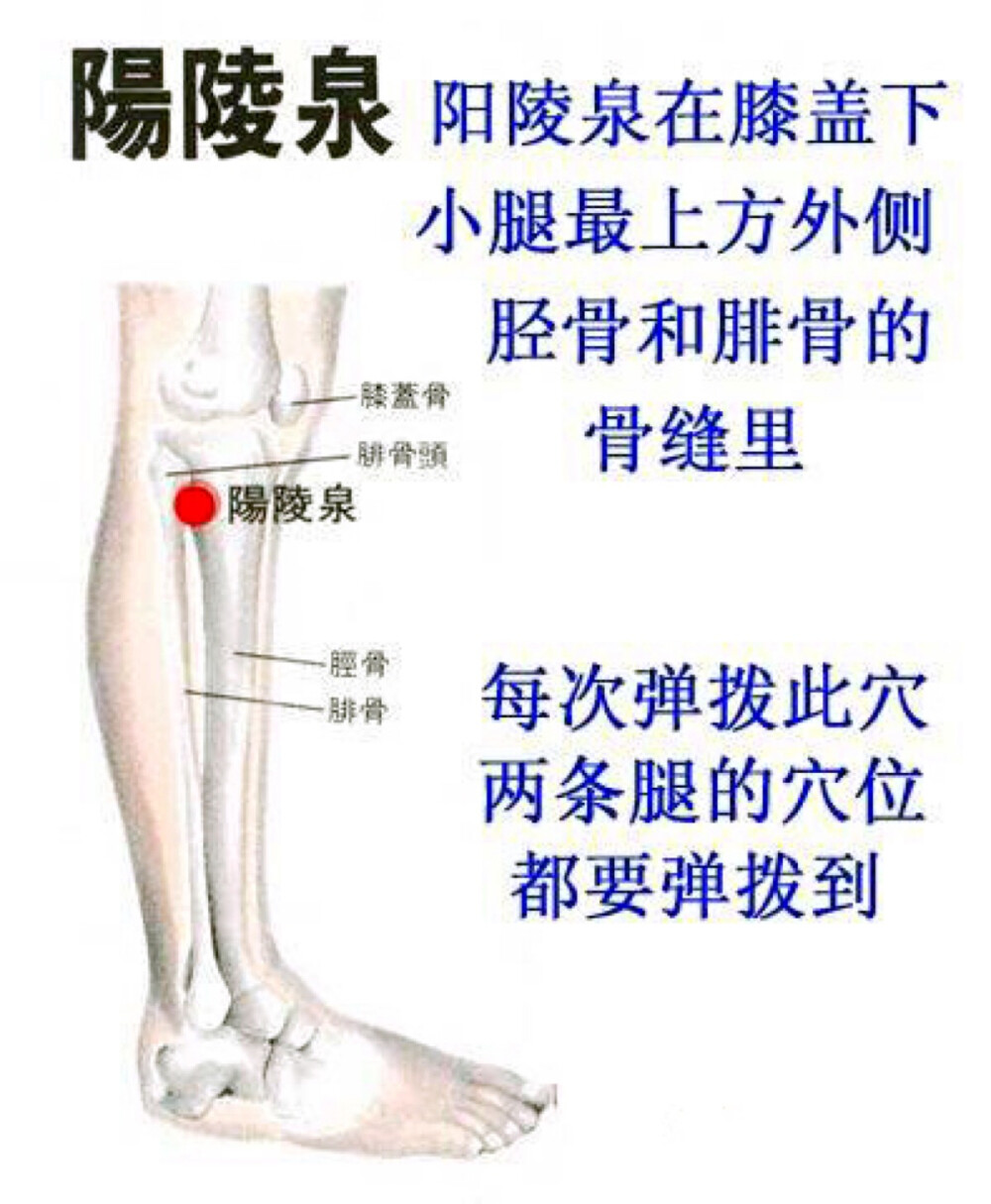 【疏通胆经排毒、变快乐】有人早上起来老嘴苦，有人经常觉得心里不舒服、老想哭、老有委屈，都是胆经有浊气。这时，就可以拨动阳陵泉。用食指按住这个穴位 ，像拨琴弦一样，此处有一根筋，反复拨动几次，就开始有麻的感觉，一旦麻感到脚面，这条胆经就通了，效果是最好的。配合推肝胆经效果更好。