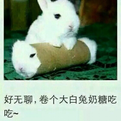 好无聊，卷个大白兔奶糖吃吃～