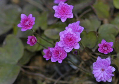 Anemonella sp. ，毛茛科小银莲属。