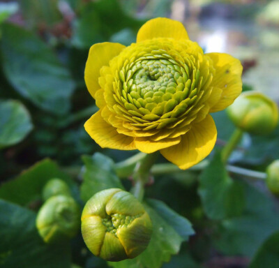 Caltha palustris‘multiplex’ 重瓣驴蹄草 ，毛茛科驴蹄草属。