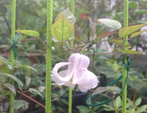 Clematis crispa ，毛茛科铁线莲属。