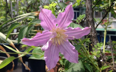 Clematis 'East River' ，毛茛科铁线莲属。