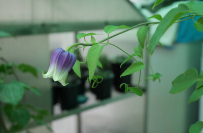 Clematis 'King's Dream' ，毛茛科铁线莲属。