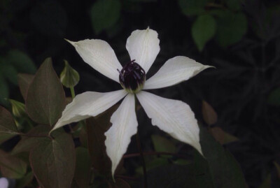 Clematis sp. ，毛茛科铁线莲属。