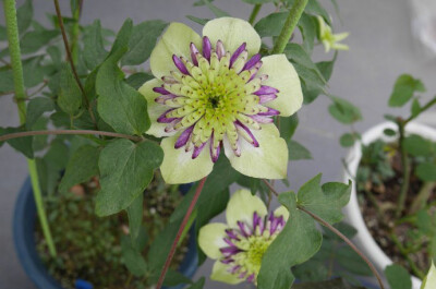 Clematis 'Vienetta' ，毛茛科铁线莲属。