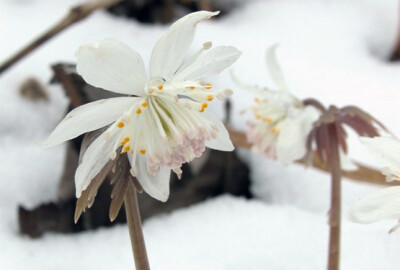 Eranthis stellata 菟葵 ，毛茛科菟葵属。