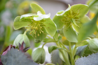 Helleborus sp. ，毛茛科铁筷子属。