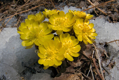 侧金盏花 Adonis amurensis ，毛茛科侧金盏花属。