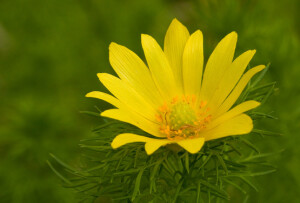 春雉眼花 Adonis vernalis ，毛茛科侧金盏花属。