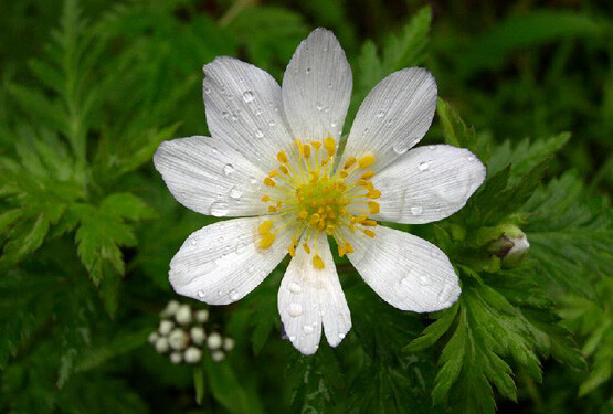 短柱侧金盏花 Adonis davidii ，毛茛科侧金盏花属。