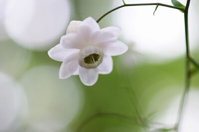 莲花升麻 Anemonopsis macrophylla ，毛茛科莲花升麻属（类银莲属）。分布在太平洋岸的温带域。因叶子像单穗升麻 Cimicifuga simplex 而花像莲花而得名“莲花升麻”，并非升麻属 Cimicfuga 的植物。