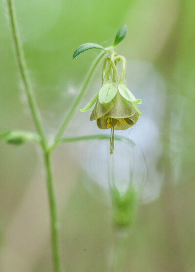 耧斗菜 Aquilegia viridiflora ，毛茛科耧斗菜属。别名青花耧斗菜、翡翠耧斗菜，比紫花耧斗菜 Aquilegia viridiflora var. atropurpurea 这个变种清新得多。