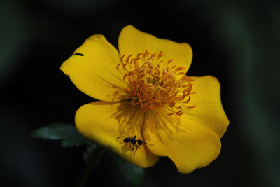 毛茛状金莲花 Trollius ranunculoides ，毛茛科金莲花属。