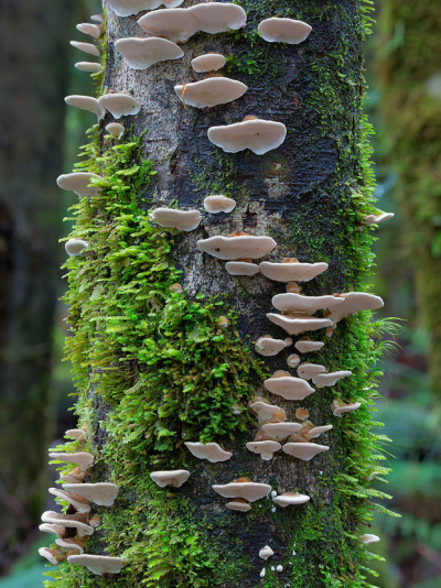 苔藓+蘑菇