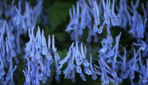 穆坪紫堇（弯瓣紫堇、宝兴紫堇）Corydalis flexuosa ，紫堇科（广义罂粟科荷包牡丹亚科）紫堇属。