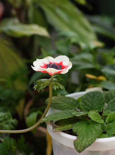 欧洲银莲花（冠状银莲花）Anemone coronaria ，毛茛科银莲花属。