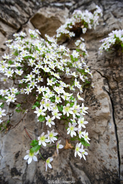 槭叶铁线莲 Clematis acerifolia ，毛茛科铁线莲属。