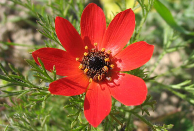 欧侧金盏花（秋侧金盏花）Adonis annua ，毛茛科侧金盏花属。别称“雉眼花（pheasant's-eye）”、“血滴花（blooddrops）”。