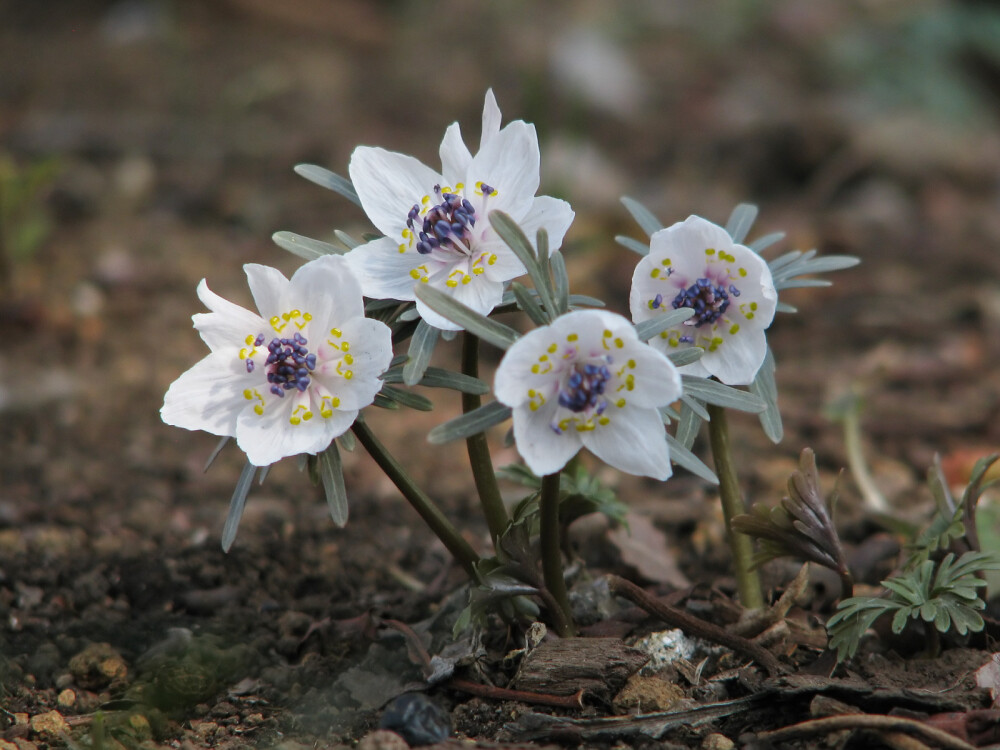 日本菟葵 Eranthis pinnatifida ，毛茛科菟葵属。