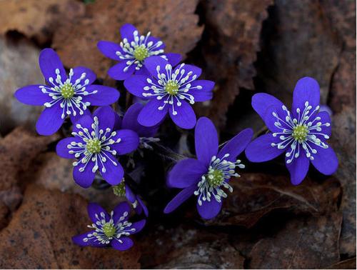 日本獐耳细辛（幼肺三七）Hepatica nobilis ，毛茛科獐耳细辛属。