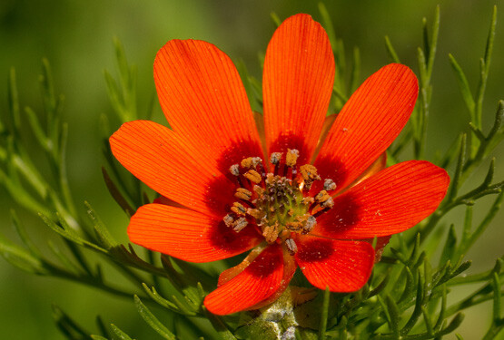 夏侧金盏花（夏雉眼花）Adonis aestivalis ，毛茛科侧金盏花属。