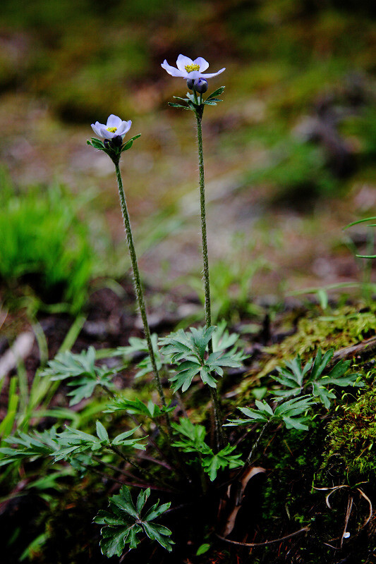 展毛银莲花 Anemone demissa ，毛茛科银莲花属。