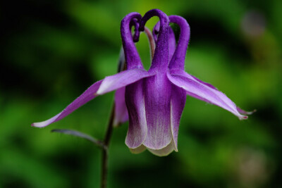 直距耧斗菜 Aquilegia rockii ，毛茛科耧斗菜属。