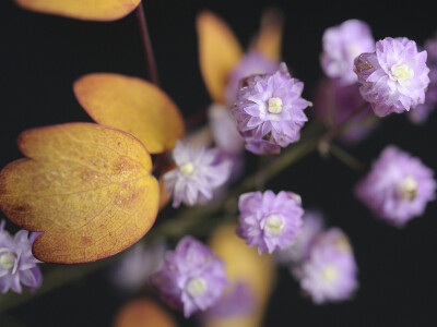 重瓣偏翅唐松草 Thalictrum Delavayi 'Hewitts Double' ，毛茛科唐松草属。