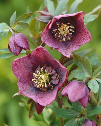 紫晕铁筷子（紫花圣诞玫瑰，紫嚏根草）Helleborus purpurascens ，毛茛科铁筷子属。