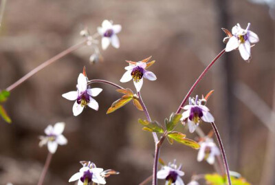 紫花耧斗菜 Aquilegia viridiflora var. atropurpurea ，毛茛科耧斗菜属。