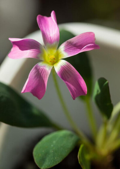 鸡毛菜 Oxalis monophylla 'Dysseldorp' ，酢浆草科酢浆草属。