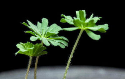 毛叶酢浆草 Oxalis tomentosa ，酢浆草科酢浆草属。