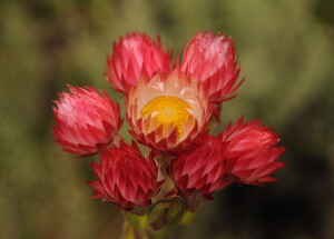 极丽蜡菊 Helichrysum formosissimum ，菊科蜡菊属。