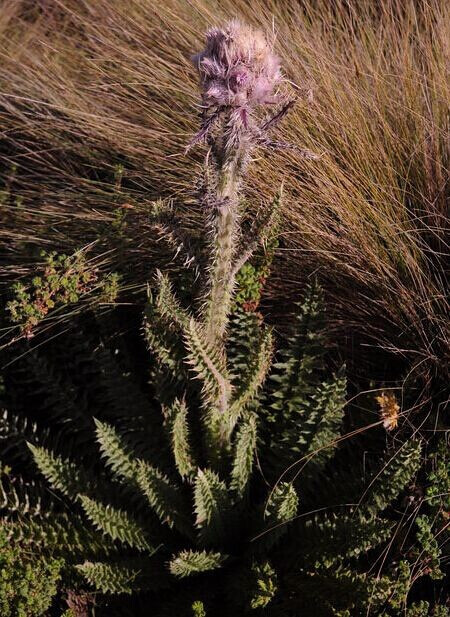 肯尼亚飞廉 Carduus keniensis ，菊科飞廉属。