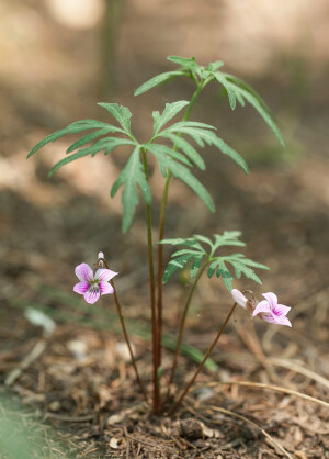 裂叶堇菜 Viola dissecta ，堇菜科堇菜属。