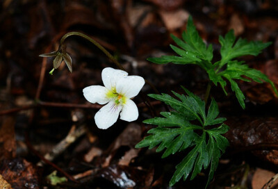 南山堇菜 Viola chaerophylloides ，堇菜科堇菜属。