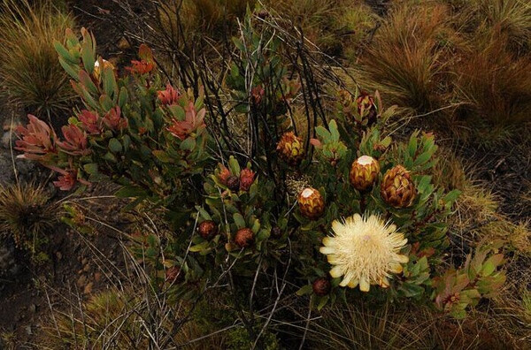 乞力马扎罗帝王花 Protea caffra subsp. kilimandscharica ，山龙眼科帝王花属。