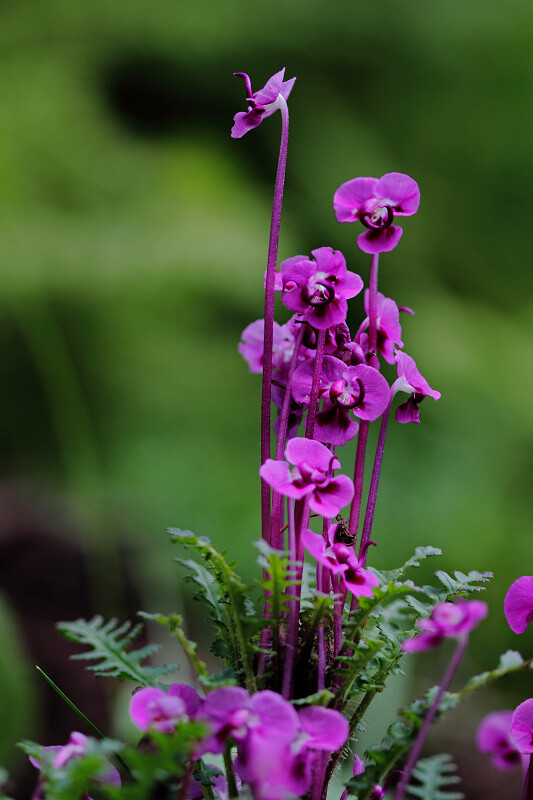 台氏管花马先蒿（五齿管花马先蒿）Pedicularis siphonantha var. delavayi ，玄参科马先蒿属。