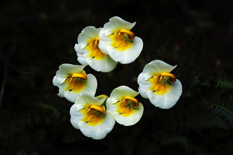 凸额马先蒿 Pedicularis cranolopha ，玄参科马先蒿属。