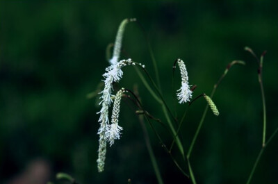 小白花地榆 Sanguisorba tenuifolia var. alba ，蔷薇科地榆属。