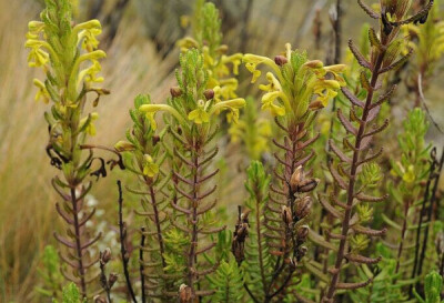 折冠绒铃草 Bartsia decurva ，列当科（原隶属于玄参科）绒铃草属。